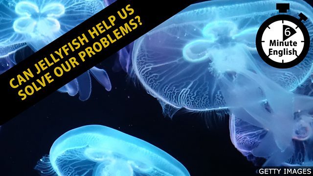 ?Can jellyfish help us solve our problems